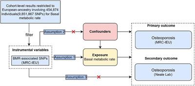 Effect of basal metabolic rate on osteoporosis: A Mendelian randomization study